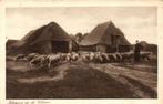 Schapen op de Veluwe (1910s) Ansichtkaart, Ophalen of Verzenden, Voor 1920, Ongelopen, Gelderland
