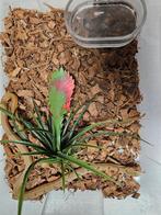 Elaphe Carinata Taiwanese stinkslang, Dieren en Toebehoren, Reptielen en Amfibieën, Slang, 0 tot 2 jaar