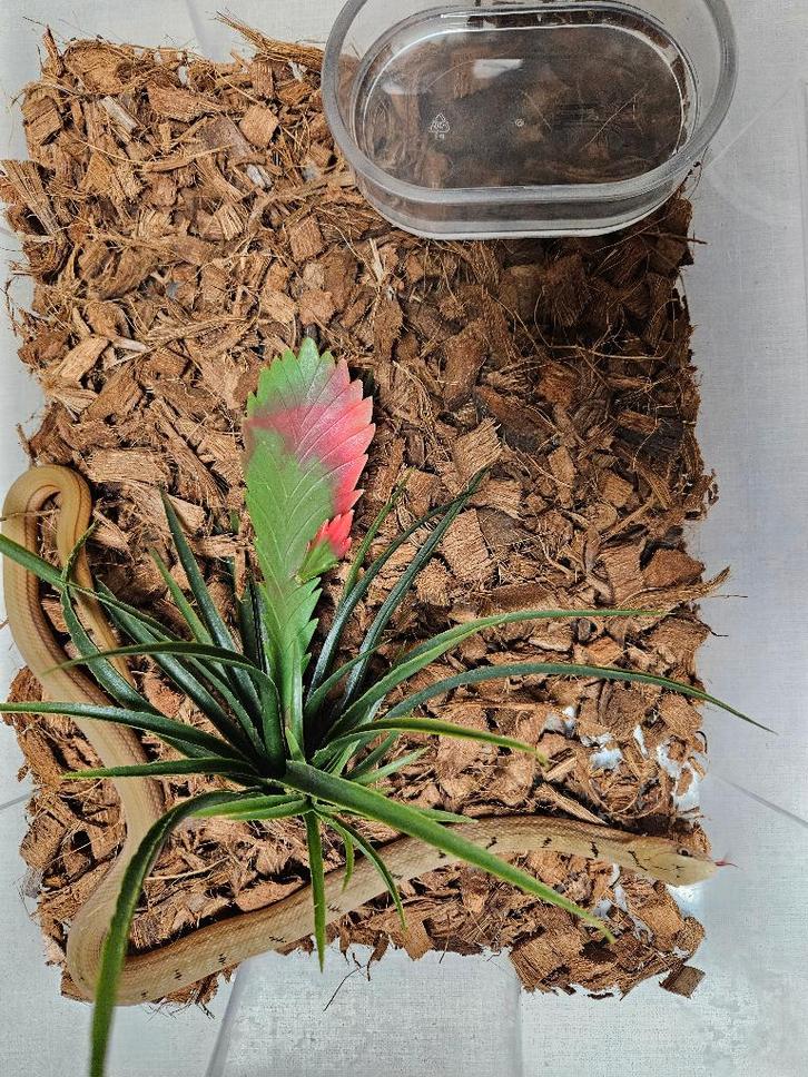 Elaphe Carinata Taiwanese stinkslang, Dieren en Toebehoren, Reptielen en Amfibieën, Slang, 0 tot 2 jaar