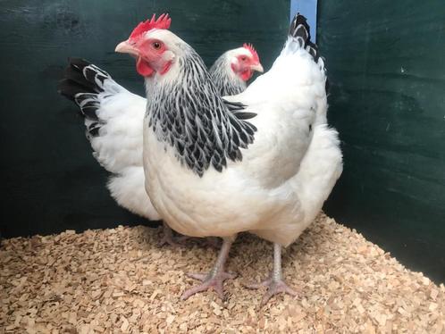 Jonge tamme sussex kippen groot soort gesekst en ingeënt, Dieren en Toebehoren, Pluimvee, Kip, Vrouwelijk