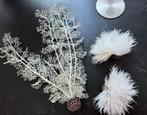 Biorb witte zeelelie en hoornkoraal aquarium decoratie, Ophalen of Verzenden, Gebruikt, Sierelement