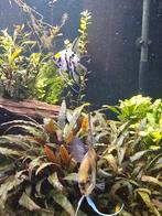 Koppel Maanvissen, Dieren en Toebehoren, Vis, Zoetwatervis