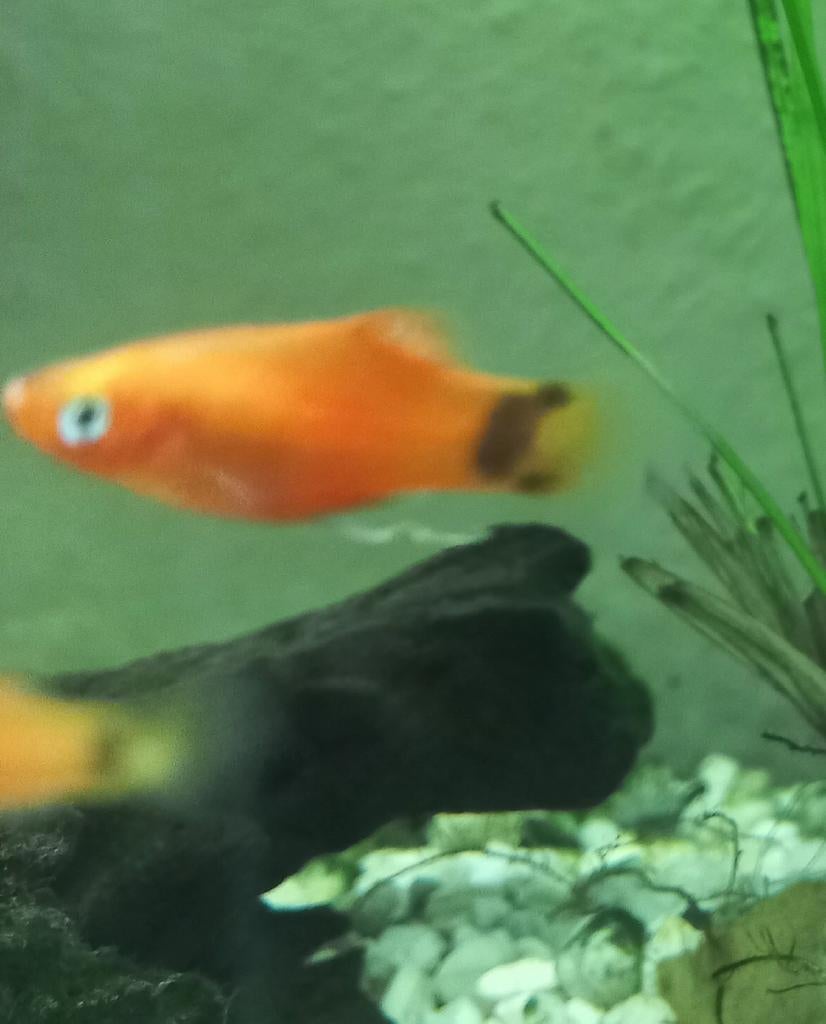 Jonge platty's (micky mouse staart) ook wel plaatjes genoemd, Dieren en Toebehoren, Vis