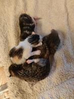 Aangeboden onze kittens. 23.april geboren, Dieren en Toebehoren, Kortharig, Meerdere dieren, 0 tot 2 jaar