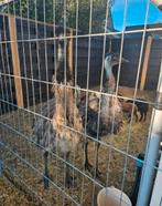 3 emoes, Meerdere dieren, Tam