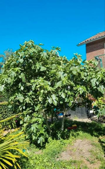 vijgenboom groot ong. 3 meter met veel vrucht beschikbaar voor biedingen