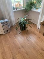 Grote kamerplant, Ophalen of Verzenden