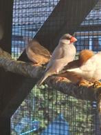 2 opaal rijstvogels, Dieren en Toebehoren, Vogels | Overige Vogels, Meerdere dieren