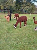 Alpaca merrie, Juni, Vrouwelijk