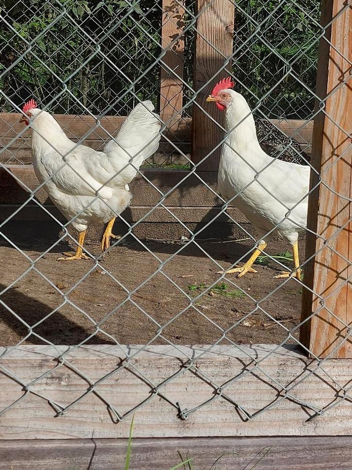 Broedeieren | witte leghen | van de beste legkippen, Dieren en Toebehoren, Pluimvee, Kip, Geslacht onbekend