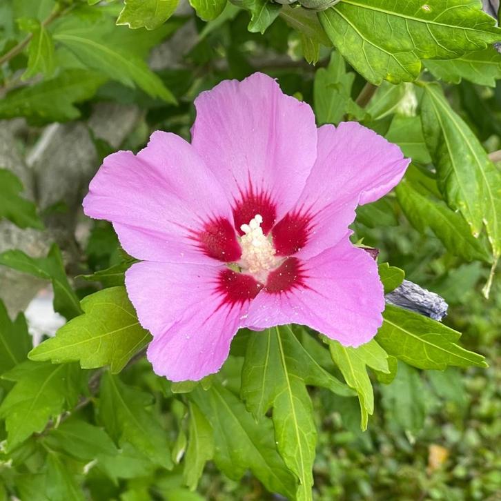 Zaden hibiscus roze (Hibiscus syriacus 'Woodbridge'), Tuin en Terras, Bloembollen en Zaden, Zaad, Voorjaar, Volle zon, Ophalen of Verzenden