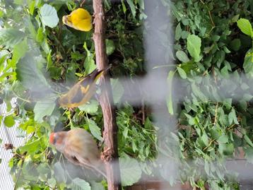 Mozambique sijs man ger 21 v buiten vol op zang beschikbaar voor biedingen