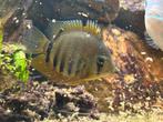 Heros severum, Vis