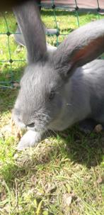 Lotharing groot jonge konijnen  10 weken mogen gelijk weg, Meerdere dieren, 0 tot 2 jaar