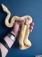 1.0 Moonglow img aztec, Dieren en Toebehoren, Reptielen en Amfibieën, Hagedis, 0 tot 2 jaar