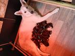 12 pups kruising Witte, en oud duitse herder. 8xteef 4xreu, Meerdere, Meerdere dieren, Herder, Nederland