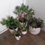 Vetplanten in keramieken potjes, Huis en Inrichting, Kamerplanten, Ophalen, Vetplant, In pot, Minder dan 100 cm
