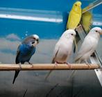 Grasparkieten in diverse kleuren., Meerdere dieren, Parkiet