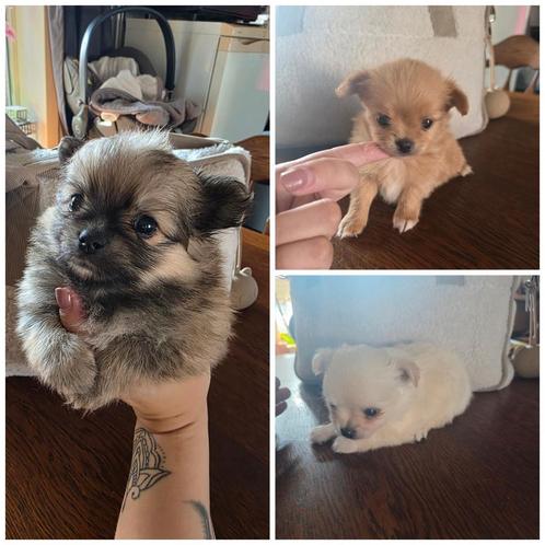 3 prachtige pomchi pups, Dieren en Toebehoren, Honden | Chihuahua's en Gezelschapshonden, Meerdere dieren, Overige rassen, Particulier