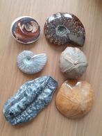 Set fossielen 6st o.a. ammoniet, Verzamelen, Mineralen en Fossielen, Ophalen of Verzenden, Fossiel
