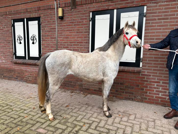 Lieve 3,5 jarige Welsh merrie te koop!, Dieren en Toebehoren, Pony's, Merrie, Onbeleerd, B pony (1.17m tot 1.27m), Recreatiepony