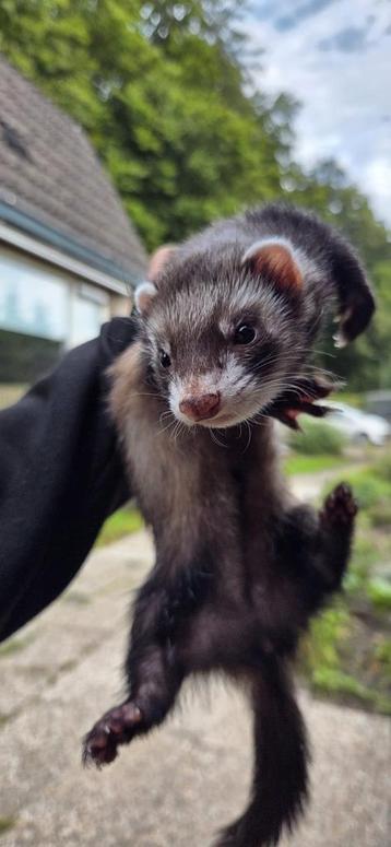 Prachtige fretten dames ! Fret fretje fretjes lief en zeer t beschikbaar voor biedingen