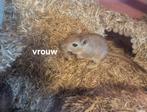 Gerbils, December, Meerdere dieren, Overige typen, Tam
