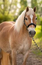 Opzoek naar een lieve allrounder Haflinger, Dieren en Toebehoren, Paarden, Minder dan 160 cm, Gechipt, M, Recreatiepaard