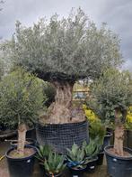 XXXL bonsai bomen, Olijfboom, Volle zon, Ophalen of Verzenden, 100 tot 250 cm