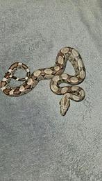 0.0.1 Boa imperator(BCI), Normal(pos het kahl) 04-24, Dieren en Toebehoren, Reptielen en Amfibieën, Slang, 0 tot 2 jaar, Tam