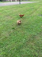 Kippen te koop, Dieren en Toebehoren, Pluimvee, Vrouwelijk, Kip