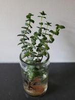 4 Stekjes Crassula perforata *goed doel!, Huis en Inrichting, Kamerplanten, Vetplant, Ophalen of Verzenden, Minder dan 100 cm