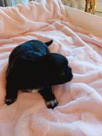 Nog 2 prachtige raszuivere shih tzu pups., Dieren en Toebehoren, Honden | Chihuahua's en Gezelschapshonden, Parvo, 8 tot 15 weken