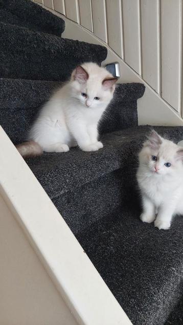 Prachtige ragdoll kittens  beschikbaar voor biedingen