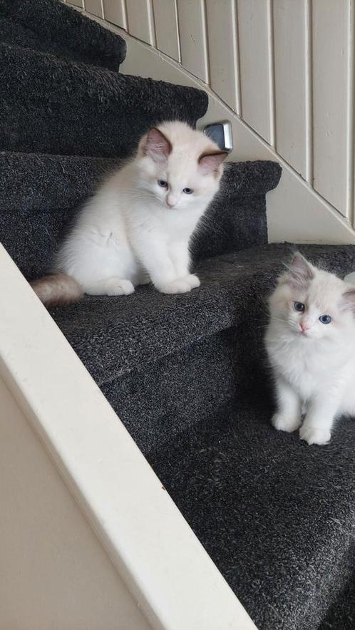 Prachtige ragdoll kittens, Dieren en Toebehoren, Katten en Kittens | Raskatten | Langhaar, Meerdere dieren, 0 tot 2 jaar, Met stamboom