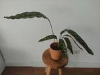 Calathea lancifolia 'Insigne' klein, Ophalen, Halfschaduw, Minder dan 100 cm