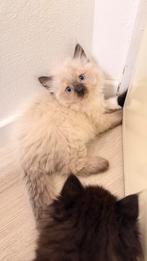 Prachtige Ragdoll  Perzische kittens, Dieren en Toebehoren, Katten en Kittens | Raskatten | Langhaar, Meerdere dieren, Ontwormd