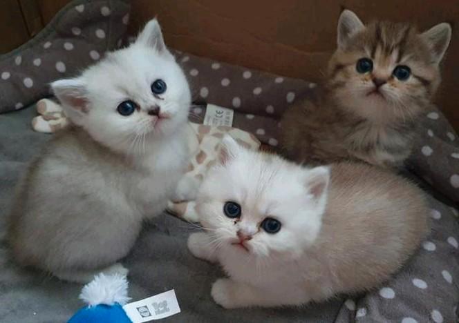 Britse Korthaar/ Langhaar stamboom blue golden silver shaded, Dieren en Toebehoren, Katten en Kittens | Raskatten | Korthaar, Meerdere dieren