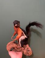 Opgezette prevosts eekhoorn / klapperrat - taxidermie, Verzamelen, Dierenverzamelingen, Ophalen of Verzenden, Zo goed als nieuw