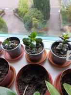 Kamerplantjes diverse soorten, Overige soorten, Ophalen of Verzenden, In pot, Minder dan 100 cm