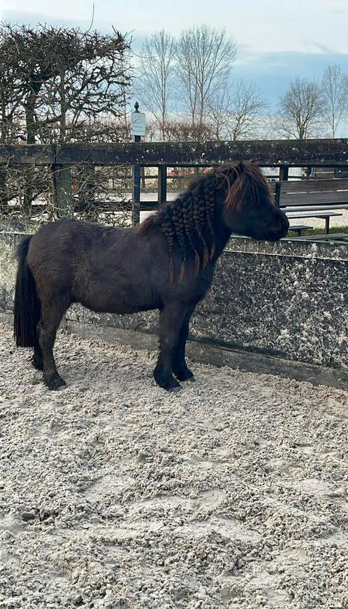 Verzorg pony (shetlander) aangeboden :), Dieren en Toebehoren, Paarden en Pony's | Overige Paardenspullen, Ophalen of Verzenden