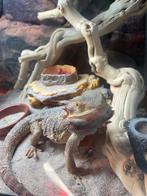 Baardagaam mannetje - tam, Hagedis, Tam, 0 tot 2 jaar