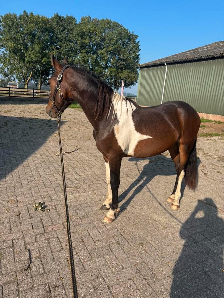 Half fries / barok pinto, Dieren en Toebehoren, Pony's, Ruin, 3 tot 6 jaar