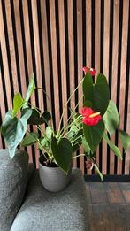 Flamingo plant, Huis en Inrichting, Kamerplanten, Ophalen, Halfschaduw, In pot, Minder dan 100 cm