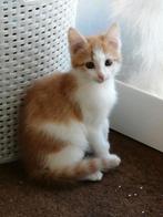 Kittens kruising Noorse boskat/huiskat, Meerdere dieren, Ontwormd, 0 tot 2 jaar