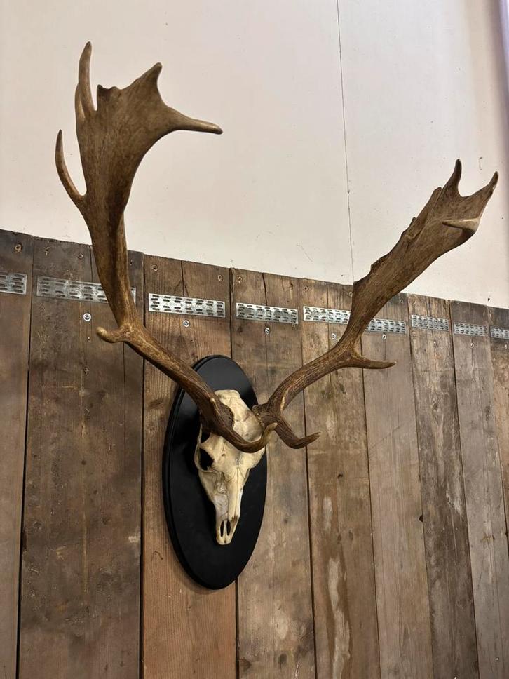 Mooi Damhert schedel op houten schild, Verzamelen, Dierenverzamelingen, Nieuw, Schedel, Hert, Ophalen