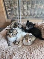Prachtige lieve Ragdoll met Nebelung kittens., Dieren en Toebehoren, Katten en Kittens | Raskatten | Langhaar, Meerdere dieren