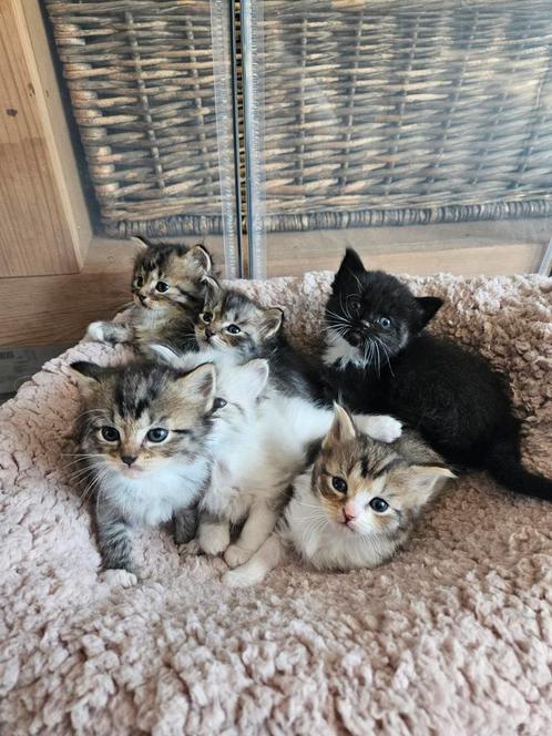 Prachtige lieve Ragdoll met Nebelung kittens., Dieren en Toebehoren, Katten en Kittens | Raskatten | Langhaar, Meerdere dieren