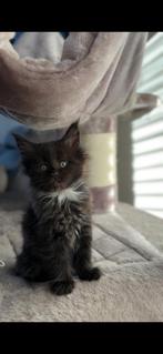 Maine Coon kittens, Meerdere dieren, Gechipt, 0 tot 2 jaar