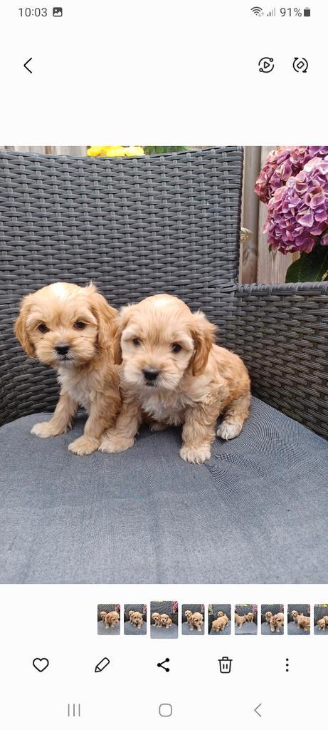 Cavapoo pups (particulier) mogen meteen mee 3 teefjes 1 reu, Dieren en Toebehoren, Honden | Chihuahua's en Gezelschapshonden, Meerdere dieren
